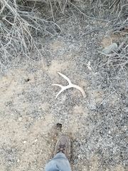 Odocoileus hemionus eremicus