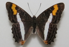 Adelpha pithys