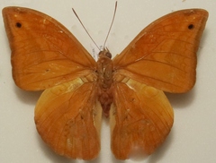 Opsiphanes boisduvallii