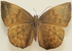 Achlyodes