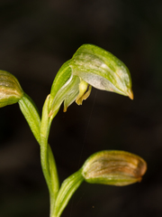 Pterostylis longifolia