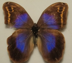 Eryphanis aesacus