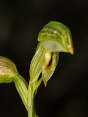 Pterostylis longifolia