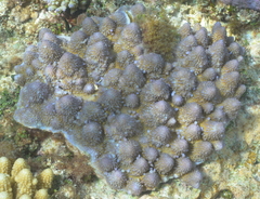 Acropora monticulosa