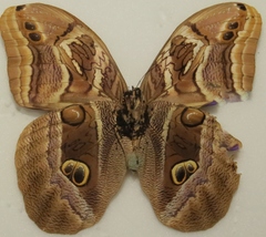Eryphanis aesacus