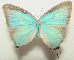 Pseudolycaena damo