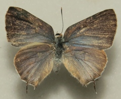 Chlorostrymon simaethis