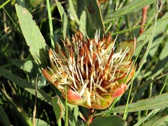 Protea simplex image