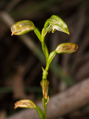 Pterostylis longifolia