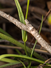 Pterostylis longifolia