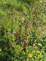 Coleus kirkii image