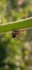 Centrotus