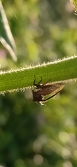 Centrotus