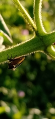 Centrotus