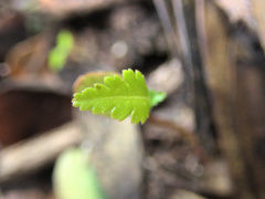 Pseudopanax crassifolius