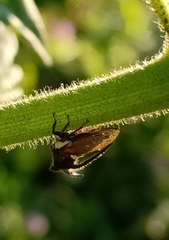 Centrotus