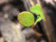 Pseudopanax crassifolius