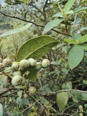 Vaccinium bracteatum