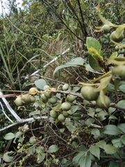 Vaccinium bracteatum