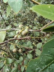 Vaccinium bracteatum