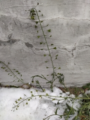 Capsella bursa-pastoris