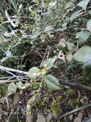 Vaccinium bracteatum