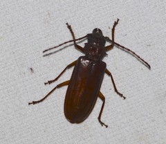 Cacodacnus planicollis