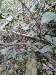 Vaccinium bracteatum