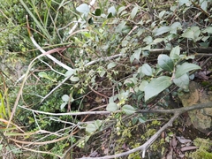 Vaccinium bracteatum