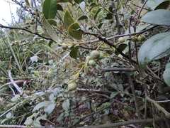 Vaccinium bracteatum