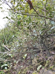 Vaccinium bracteatum