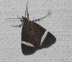 Coenotoca subaspersa