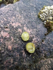 Vaccinium bracteatum