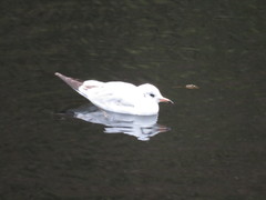 Chroicocephalus ridibundus