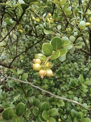 Syzygium buxifolium
