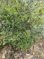 Syzygium buxifolium