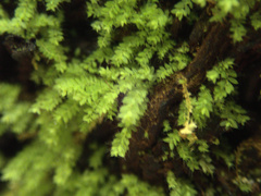 Hymenodon pilifer