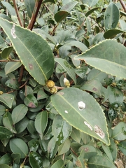 Camellia oleifera
