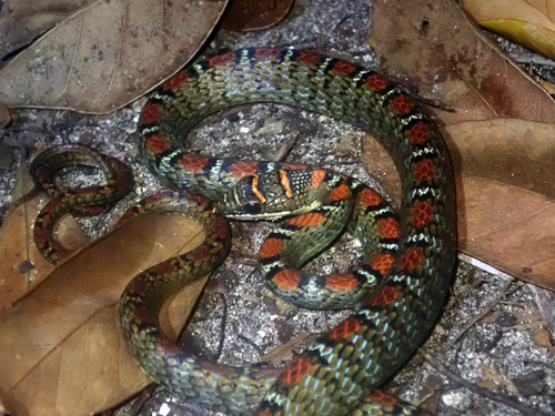 Photo of a Twin-barred Tree Snake (Chrysopelea pelias)
