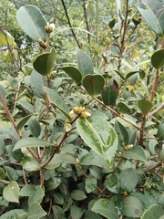 Camellia oleifera