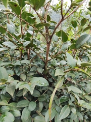 Camellia oleifera