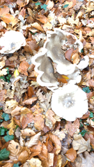 Clitocybe nebularis