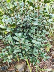 Camellia oleifera