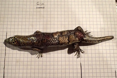Dasia olivacea