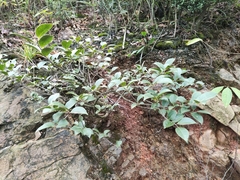 Camellia oleifera