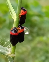 Phymatostetha deschampsi
