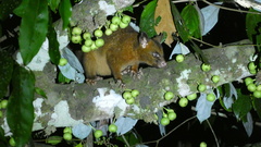 Trichosurus johnstonii