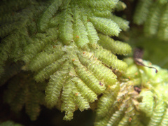 Catharomnion ciliatum