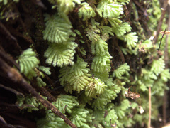 Catharomnion ciliatum