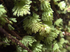 Catharomnion ciliatum